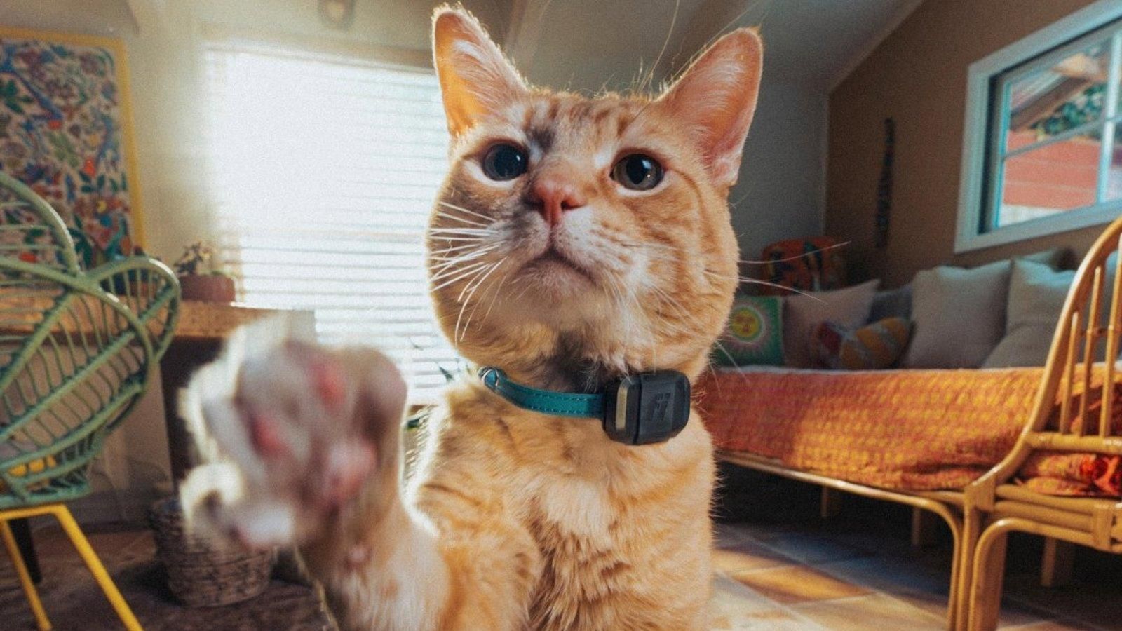 Fi lanza su nuevo rastreador GPS para mascotas