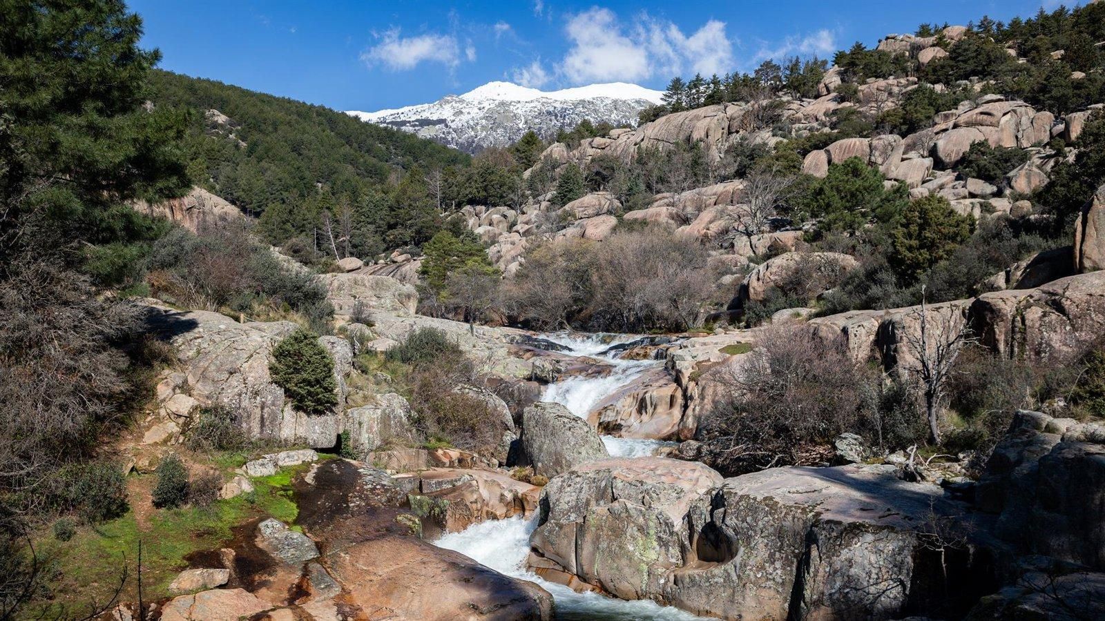 La Comunidad destinará1,3 millones en la conservación de los pinares del Guadarrama