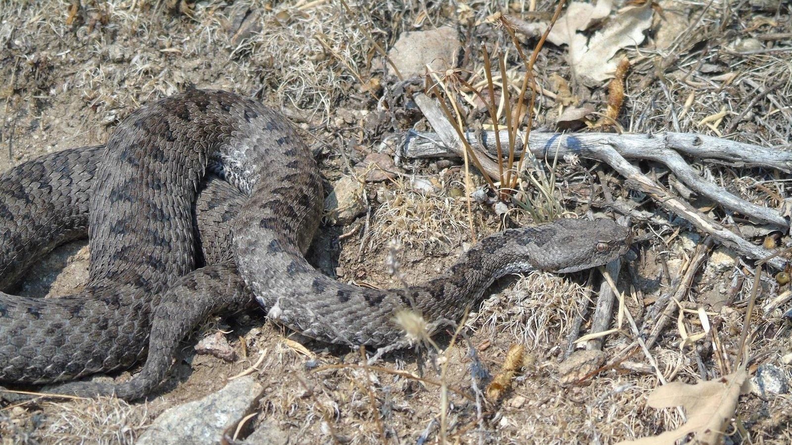 Los agentes forestales rescatan una víbora hocicuda en una vivienda de Rascafría