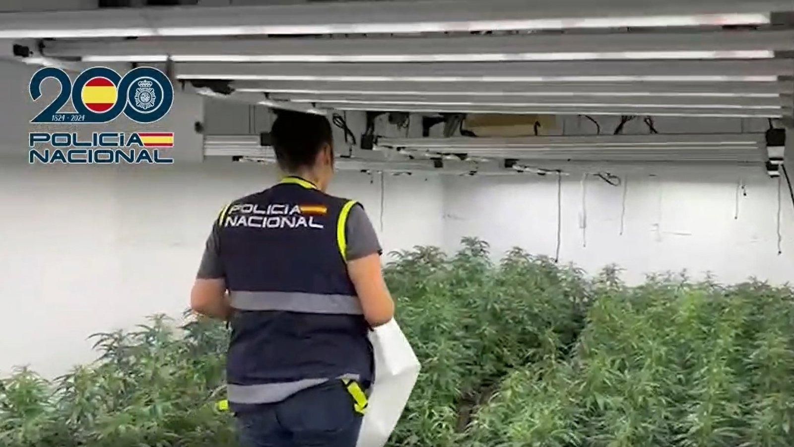 Desarticulada en Madrid una red que traficaba marihuana a Irlanda oculta en sacos de pienso