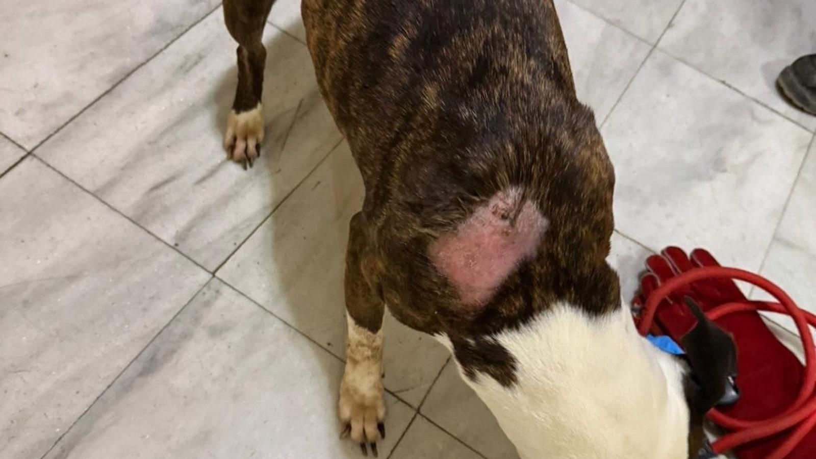 Un perro rescatado en Valdemoro tras ser hallado en condiciones insalubres