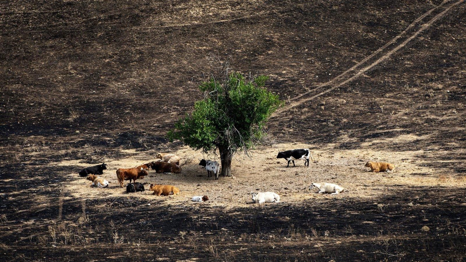 La Comunidad lanza un plan forestal con 160 millones para prevenir incendios
