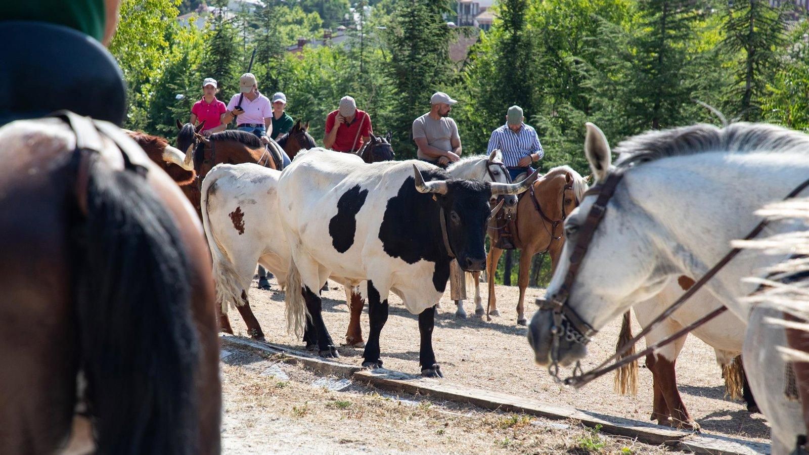 La Comunidad de Madrid protegerá la trashumancia como Bien de Interés Cultural