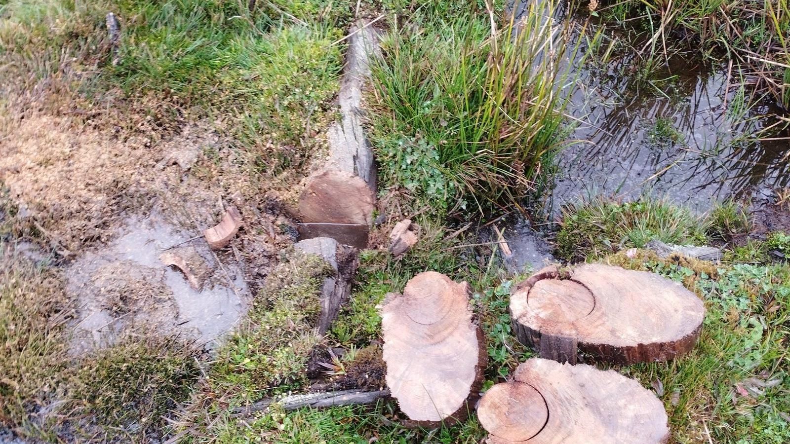Los macrofósiles hallados en Miraflores de la Sierra ayudarán a diseñar paisajes más resistentes