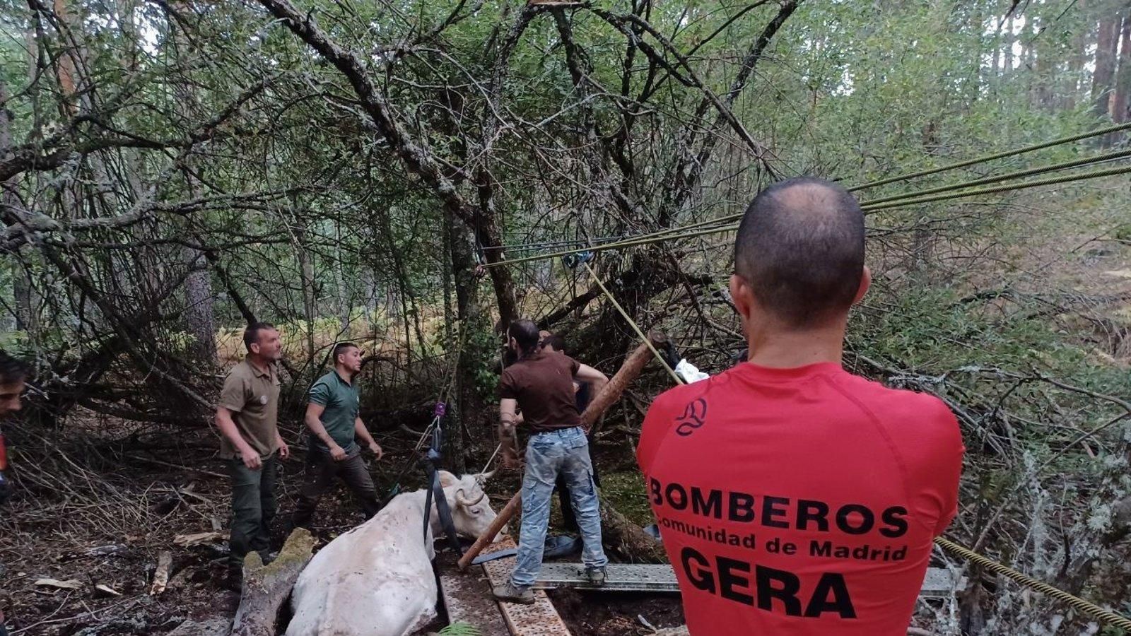 Rescatan a una vaca atrapada en una turbera en Rascafría
