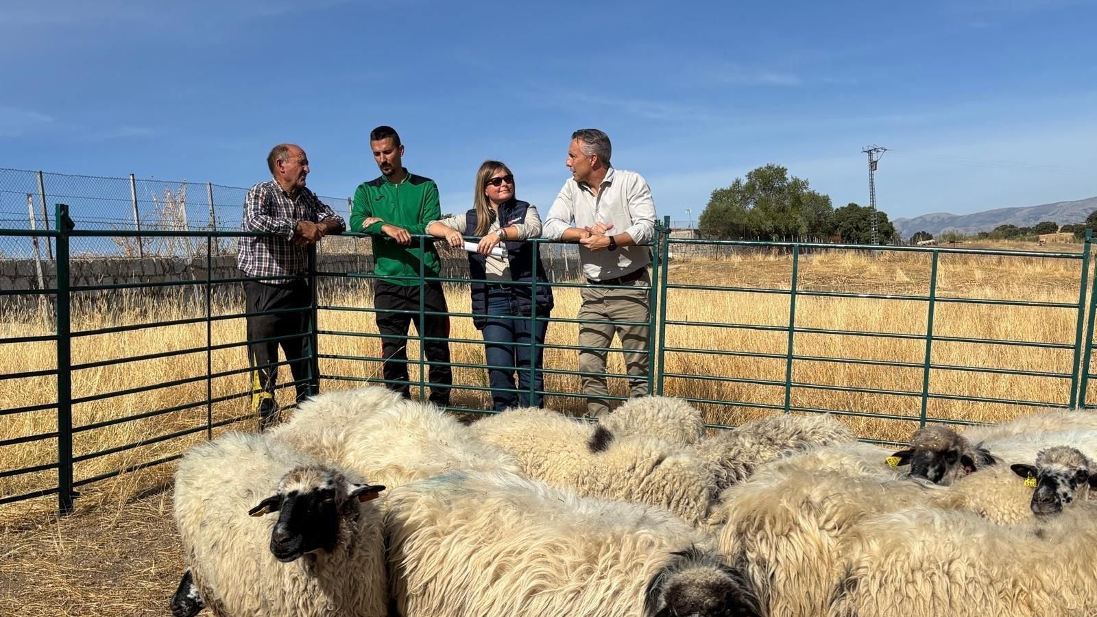 La Comunidad entrega 21 ovejas a un pastor de Colmenar que perdió su rebaño en el incendio