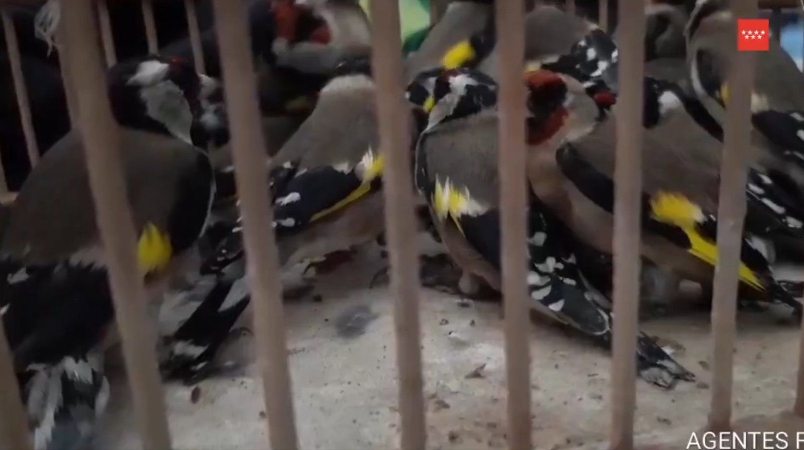 Los Agentes Forestales recuperan en Leganés 27 jilgueros capturados ilegalmente