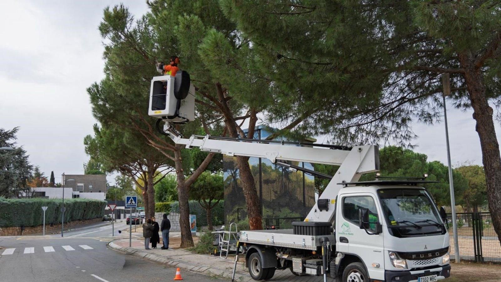 Boadilla inicia la campaña de poda del arbolado urbano en Las Lomas y Olivar de Mirabal