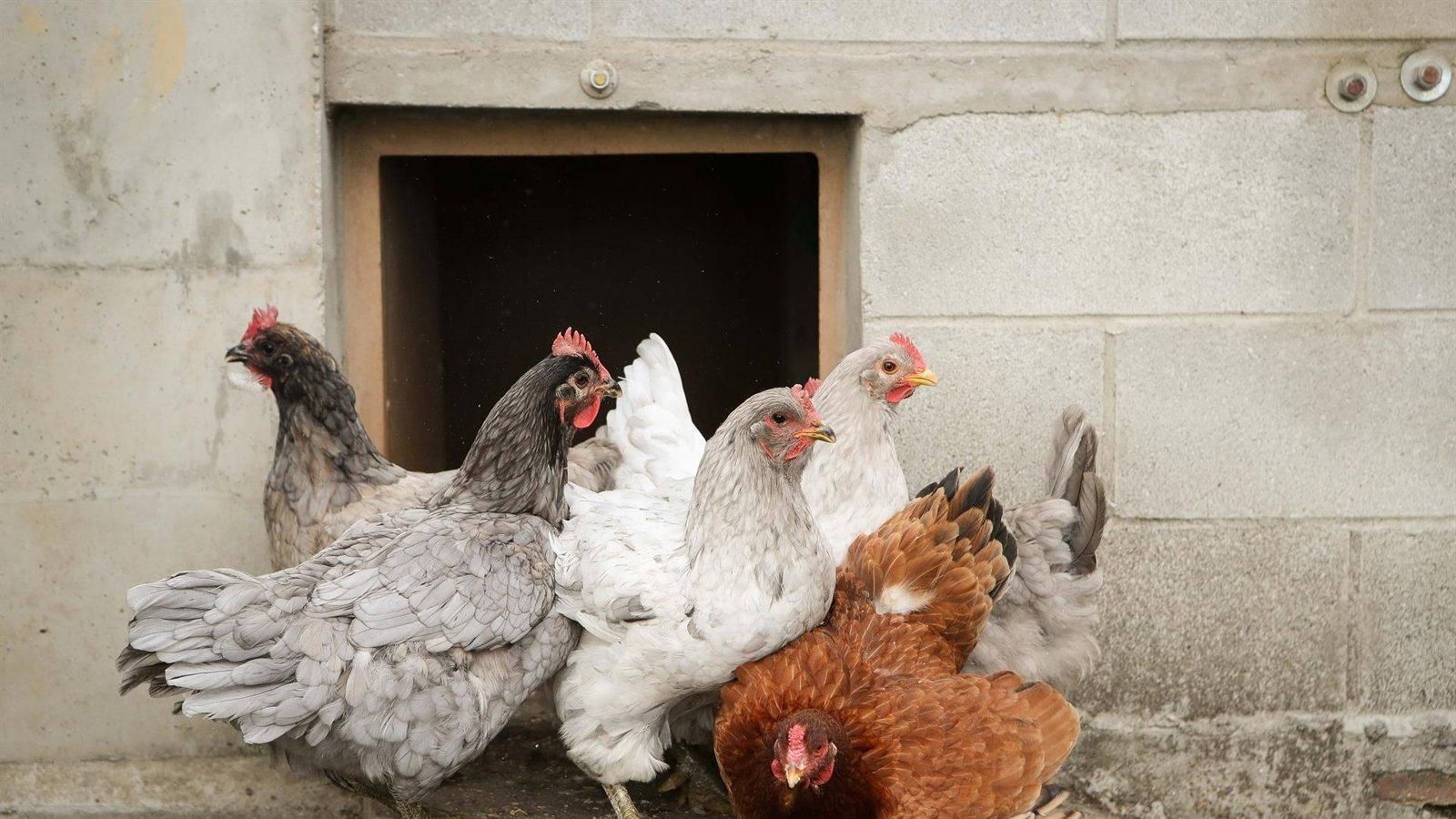 El Gobierno amplía el confinamiento de aves a todas las granjas de España por la gripe aviar