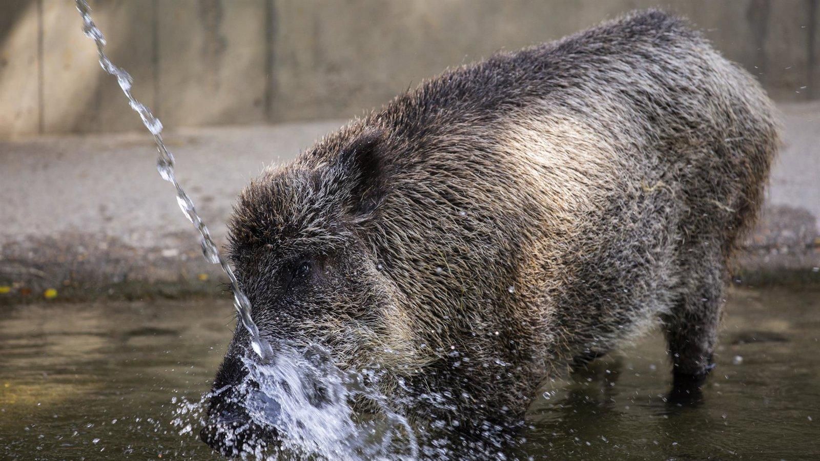 La Comunidad de Madrid lanza un mensaje de calma ante los casos de peste porcina africana detectados en Cataluña