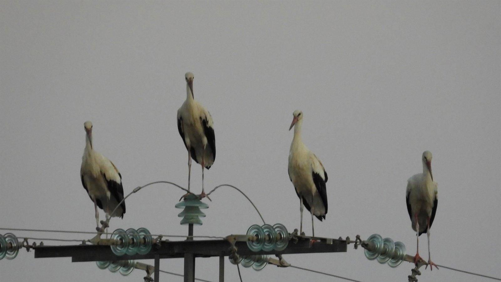 La Comunidad espera confirmar si las cigüeñas muertas en Getafe están vinculadas a un brote de gripe aviar