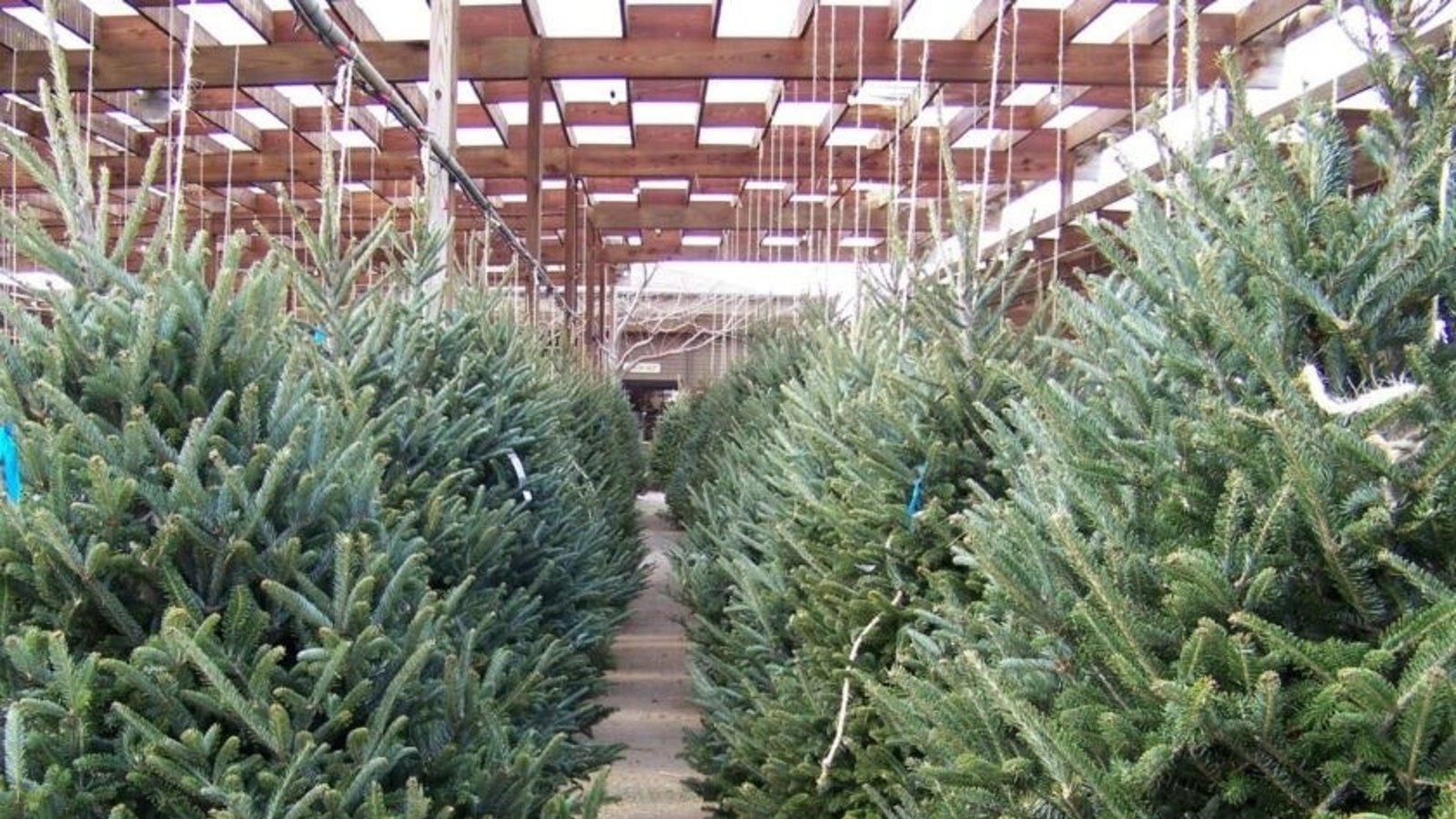 Madrid endurece los controles sobre la recogida de especies para su uso como adornos navideños