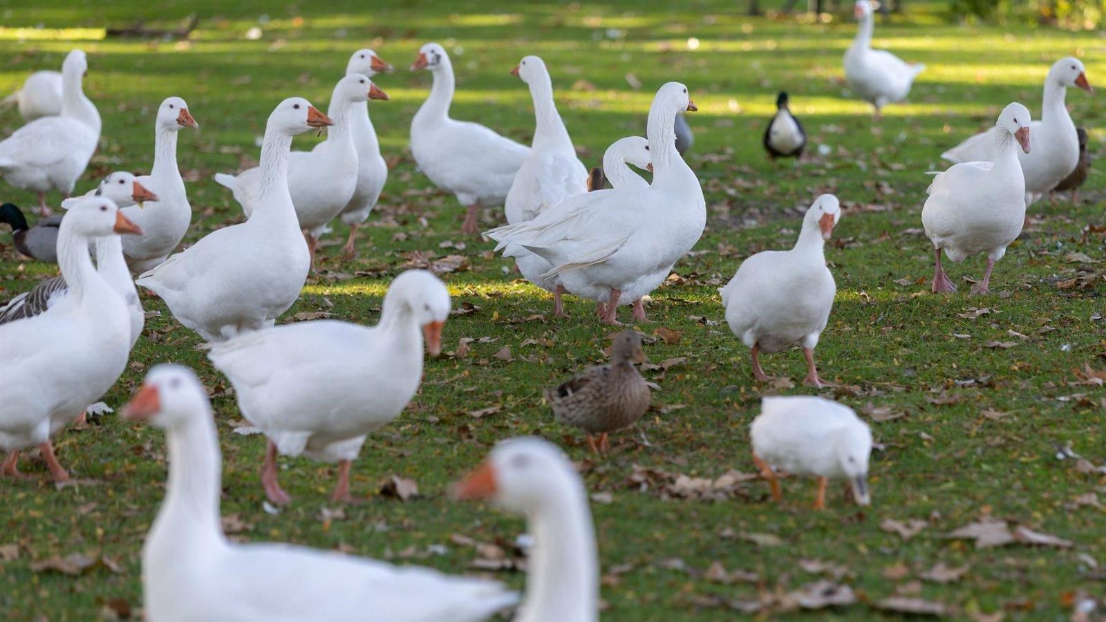 Colmenar Viejo suma un nuevo foco de gripe aviar y ya son 21 en Madrid