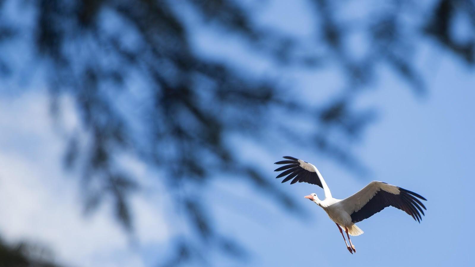 Confirman gripe aviar en las cigüeñas muertas de Getafe y alertan de tres focos más en Arganda, Boadilla y Rivas