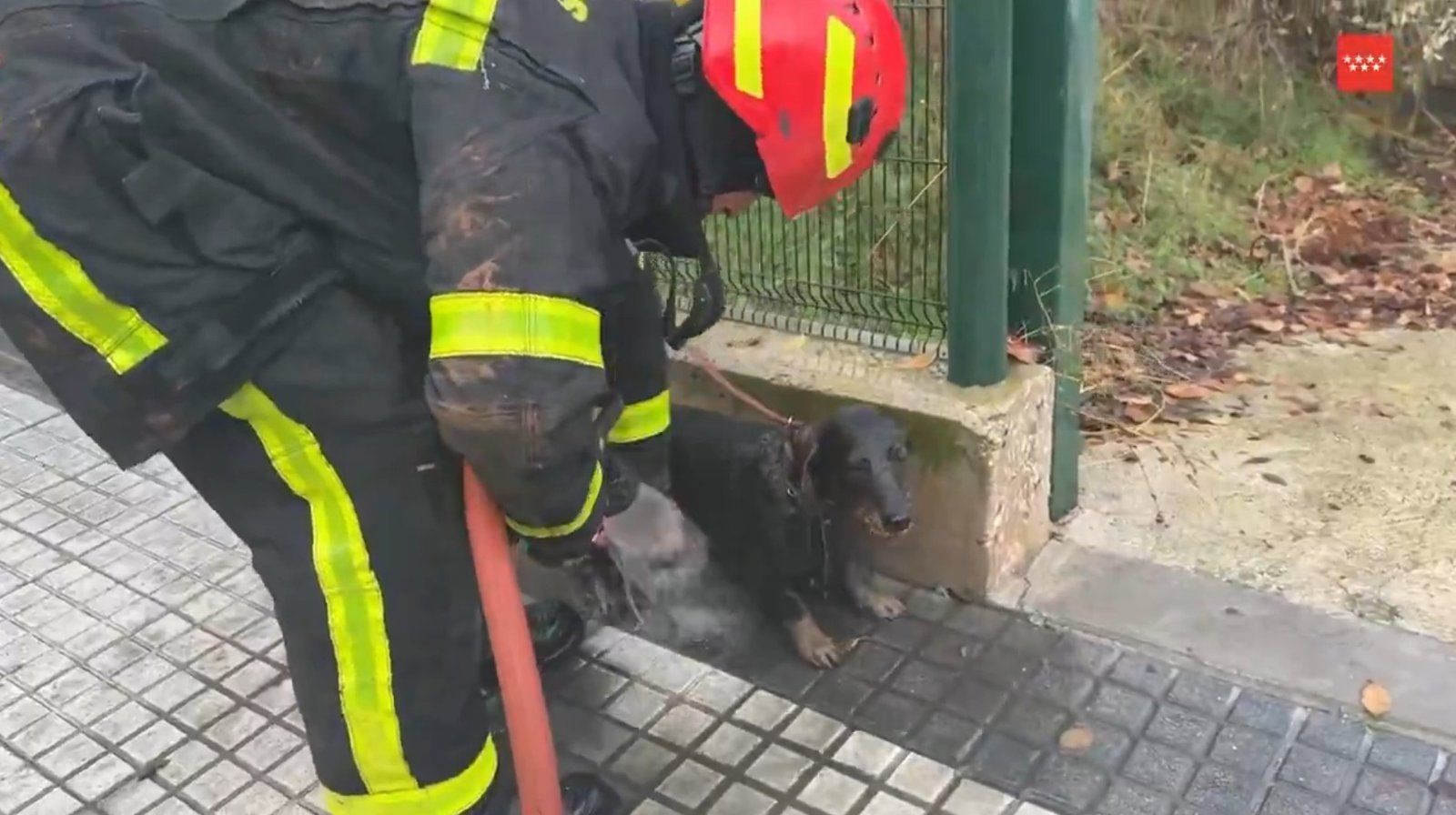 Rescatan a un perro atrapado en un desagüe a seis metros de profundidad en Majadahonda