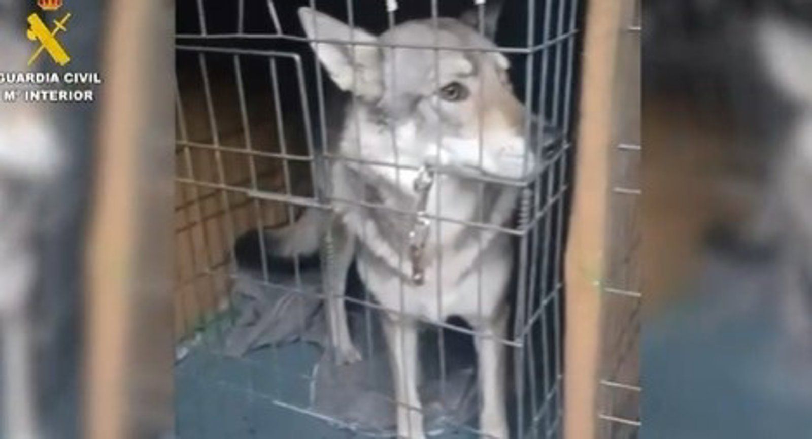 Retiran cinco perros lobo en Pelayos de la Presa tras atacar uno de ellos a un menor