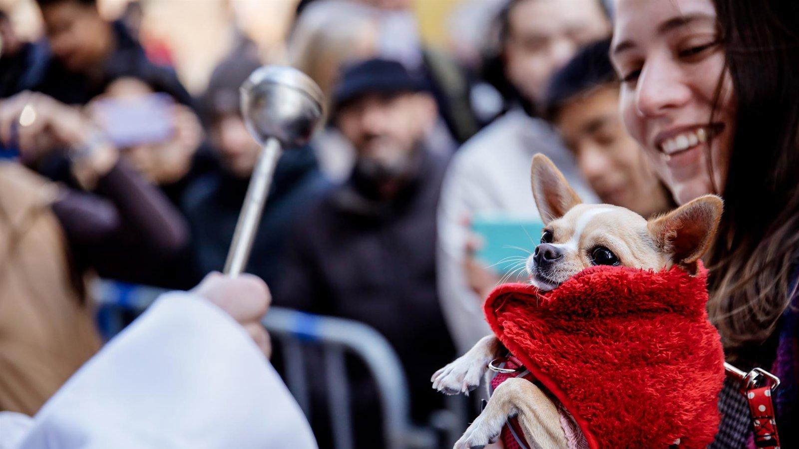San Antón es más que un 'día de perros': tortugas y serpientes comparten una fiesta con bendiciones, dulces y música