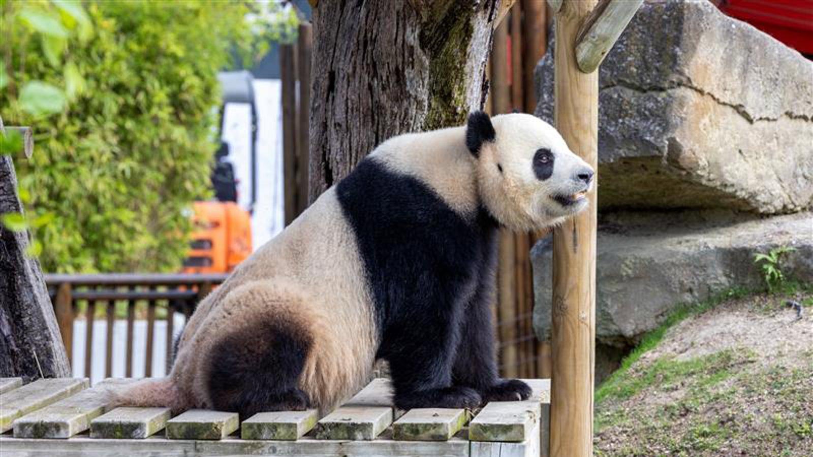 Zoo de Madrid celebra el Año Nuevo Chino con los pandas de protagonistas