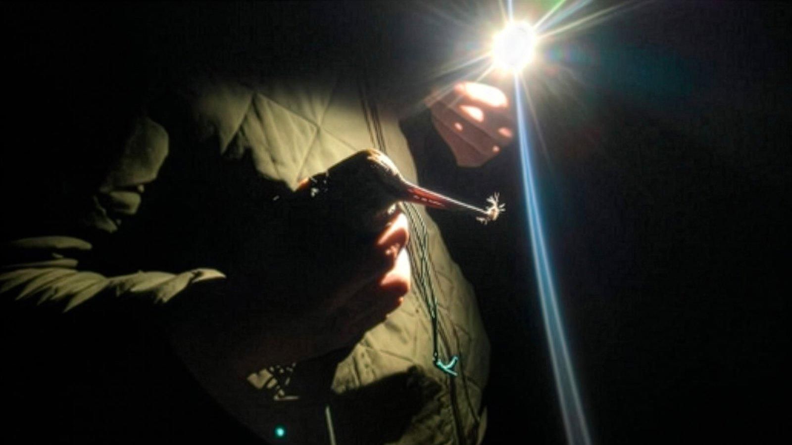 Madrid se suma a un programa europeo para seguir la ruta migratoria de las becadas