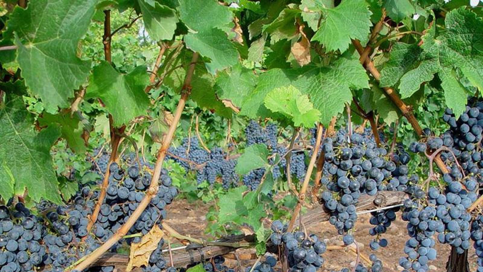 Nuevo material desarrollado en Madrid abre la puerta a envases activos más sostenibles