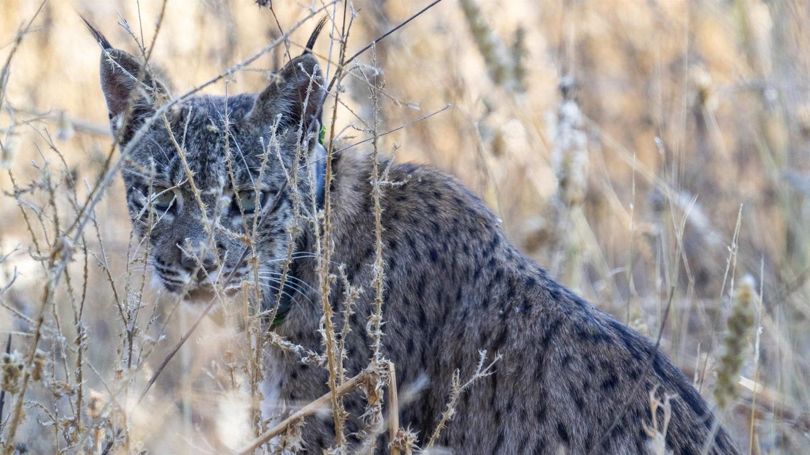 Localizan un lince ibérico muerto en la M-203 a la altura de San Fernando de Henares