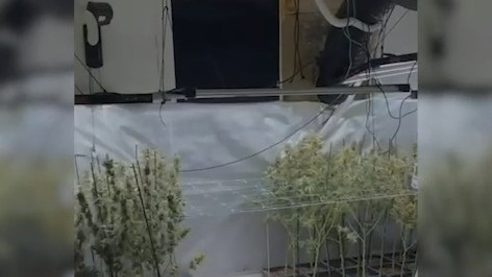 La Guardia Civil desmantela en la zona norte de Madrid una red 'indoor' de marihuana y detiene a 14 personas en operaciones en Talamanca del Jarama y Ribatejada