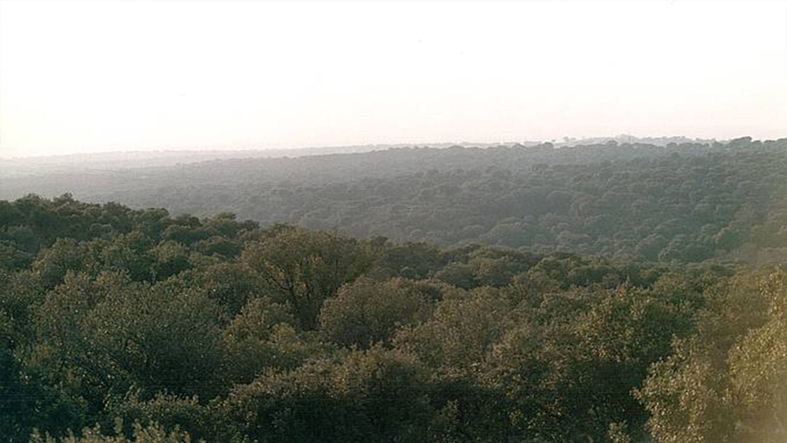 Conocer Madrid: El Monte de El Pardo