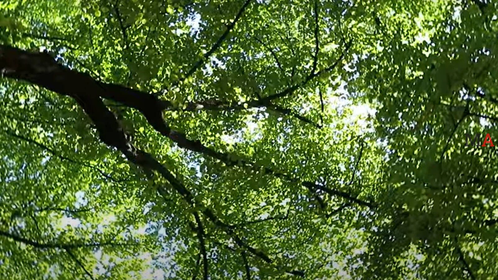 El tilo, una especie muy común en Madrid